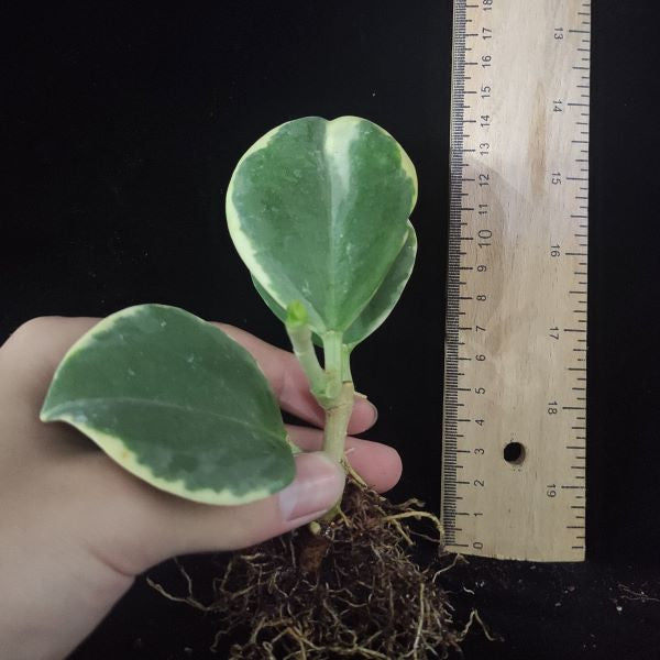 Hoya   pachyclada  Var.