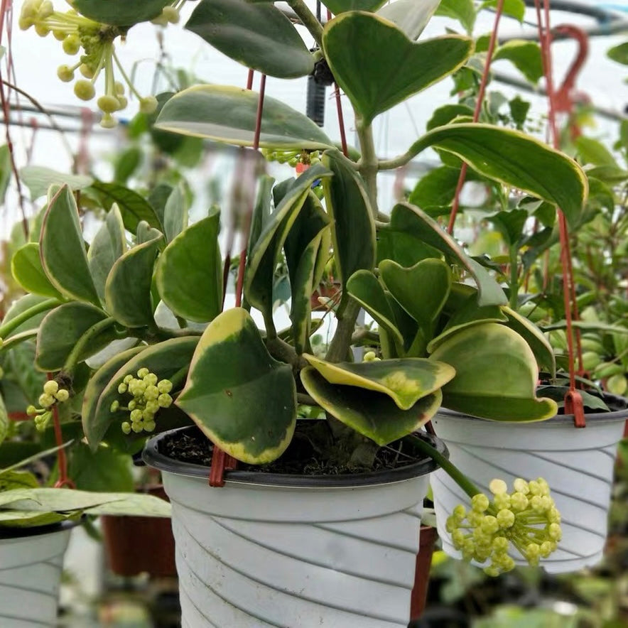 Hoya   pachyclada  Var.