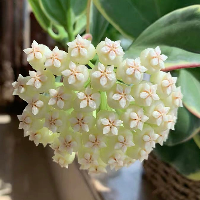 Hoya   pachyclada  Var.