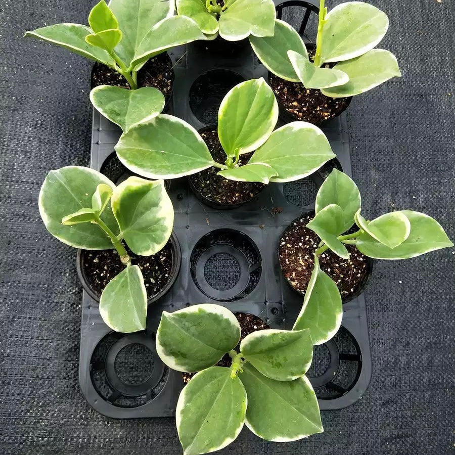 Hoya   pachyclada  Var.