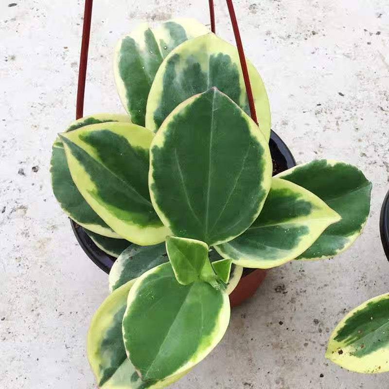 Hoya   pachyclada  Var.