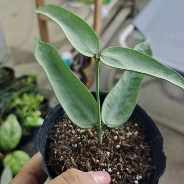 Hoya pandurata silver