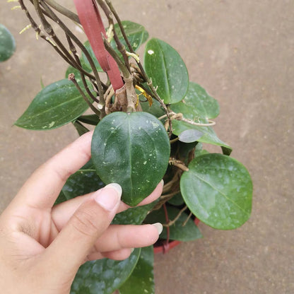 Hoya parasitica
