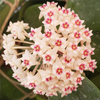 Hoya parasitica