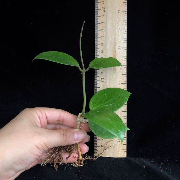 Hoya parasitica