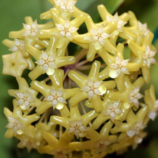 Hoya pentaphlebia