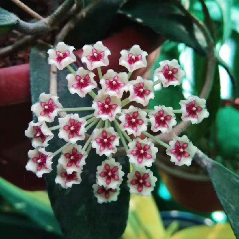 Hoya phuwuaensis 'phu wua'