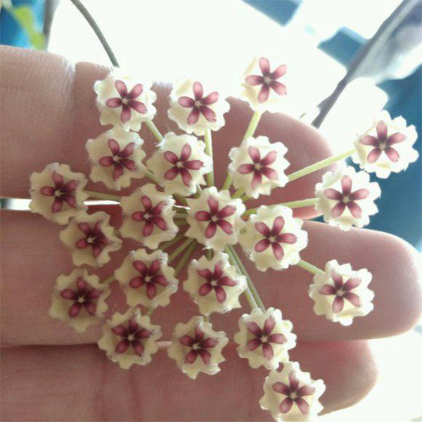 Hoya phuwuaensis 'phu wua'