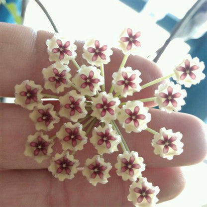 Hoya phuwuaensis 'phu wua'