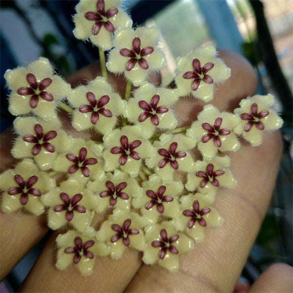 Hoya phuwuaensis 'phu wua'