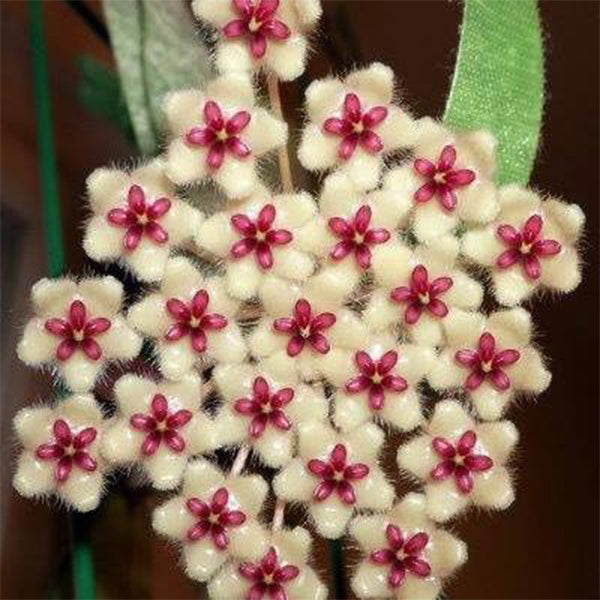 Hoya phuwuaensis 'phu wua'