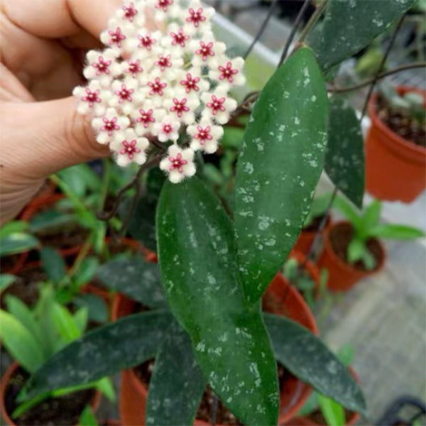 Hoya phuwuaensis 'phu wua'