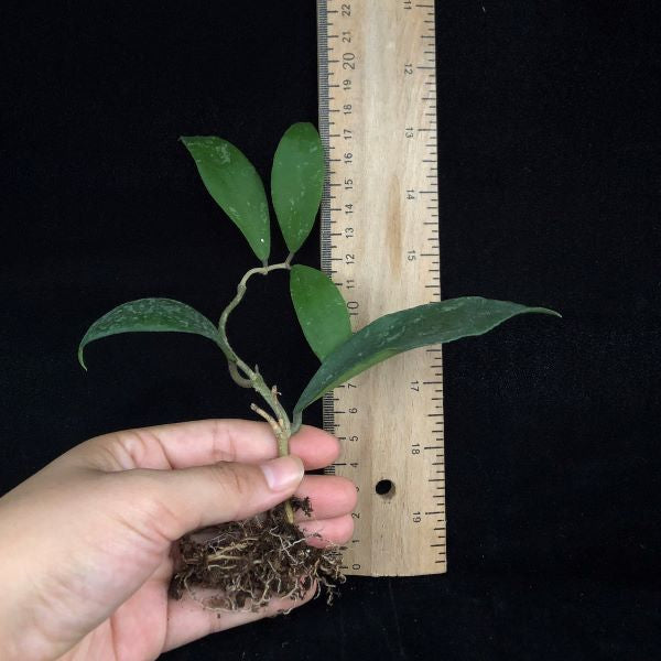 Hoya phuwuaensis 'phu wua'