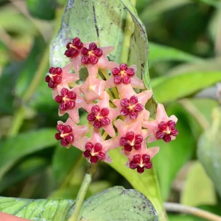 Hoya polyneura 'Fish tail Hoya'