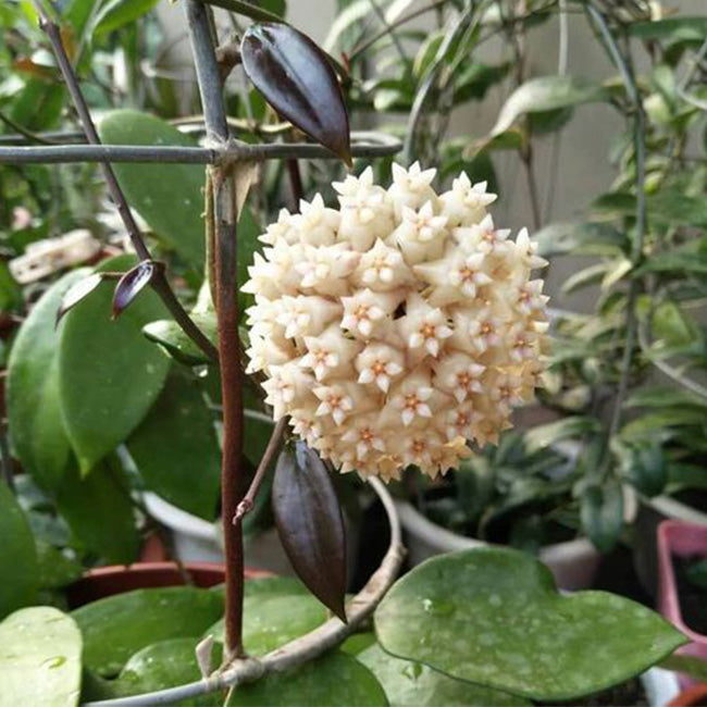 Hoya pottsii