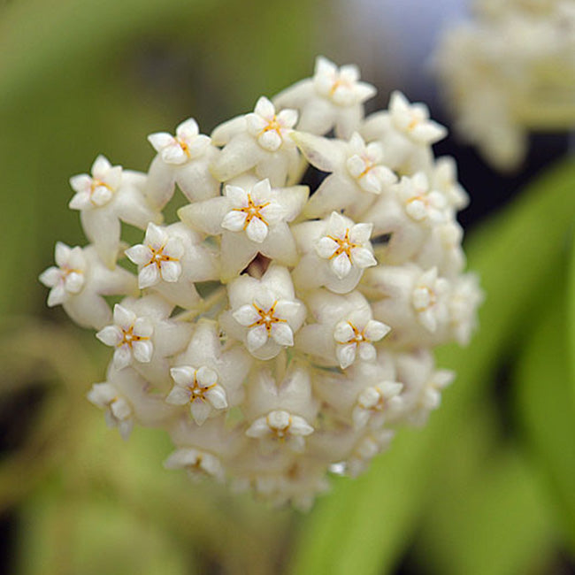 Hoya pottsii