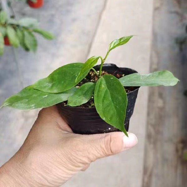 Hoya praetorii