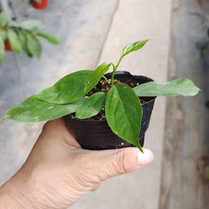 Hoya praetorii