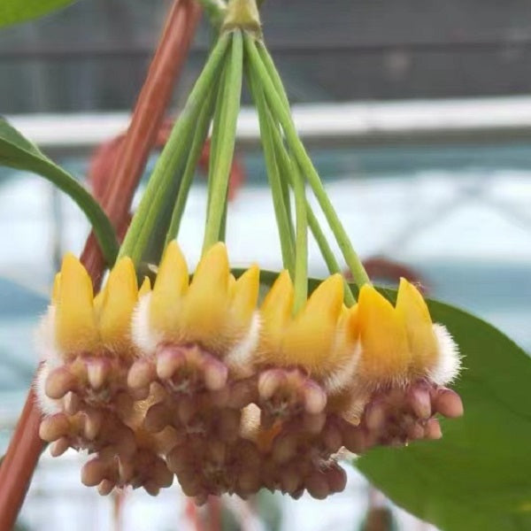 Hoya praetorii