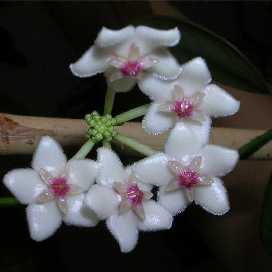 Hoya Pseudo Littoralis