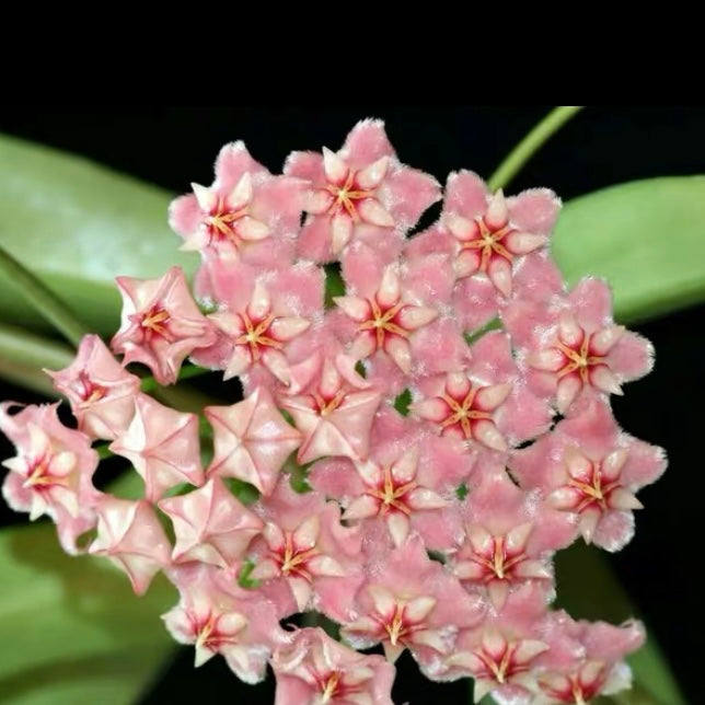 Hoya pubicalyx ' Pink dragon '
