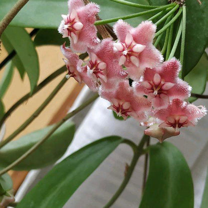 Hoya pubicalyx ' Pink dragon '