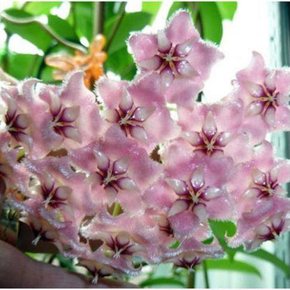 Hoya pubicalyx ' Pink dragon '