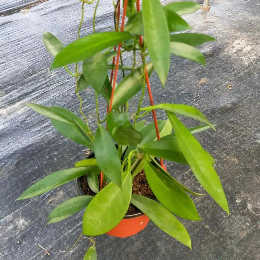 philodendron black dragon Hoya Publicaly x Black dragon