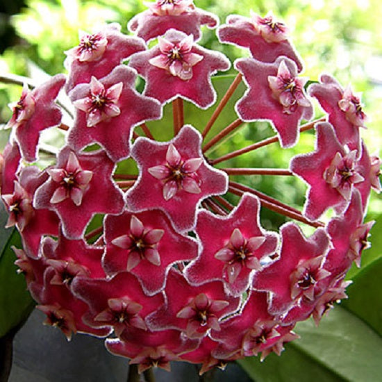 Hoya pubicalyx ‘ Pink Silver ’