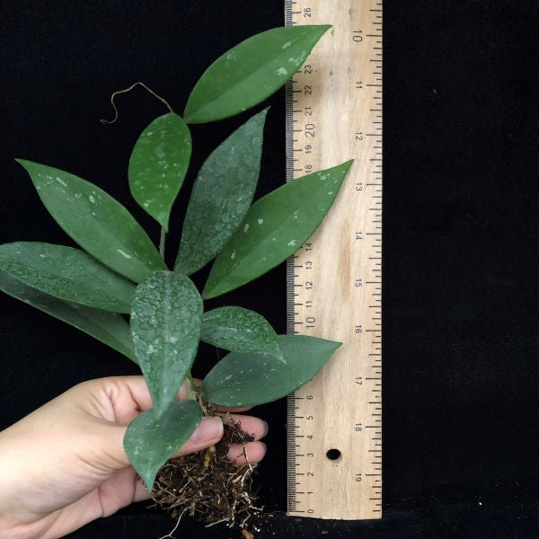 Hoya pubicalyx ‘ Pink Silver ’