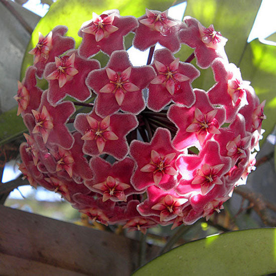 Hoya pubicalyx ‘ Pink Silver ’