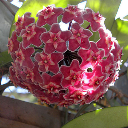 Hoya pubicalyx ‘ Pink Silver ’