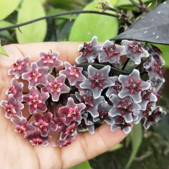 Hoya pubicalyx ' Red button '