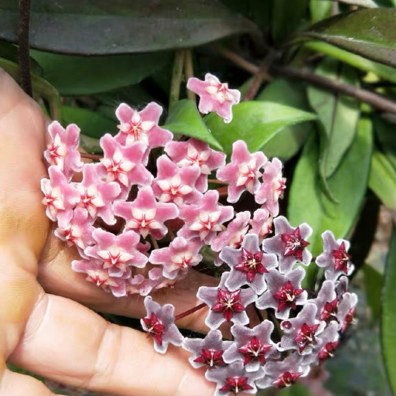 Hoya pubicalyx ' Red button '
