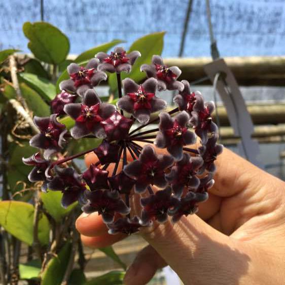 Hoya pubicalyx ' Red button '