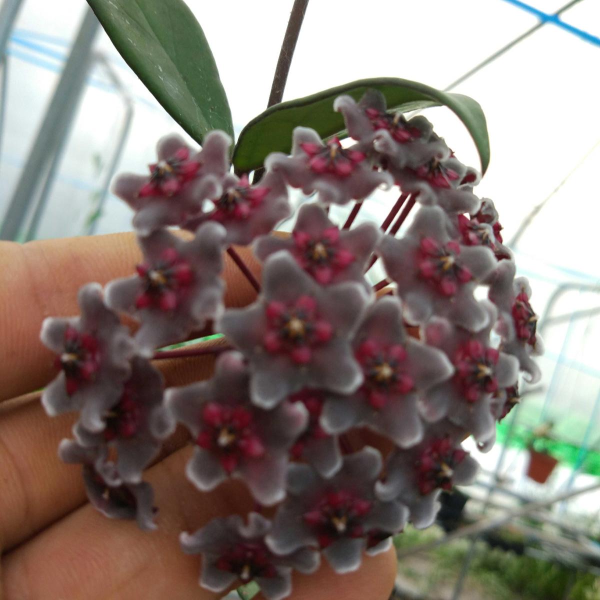 Hoya pubicalyx ' Red button '