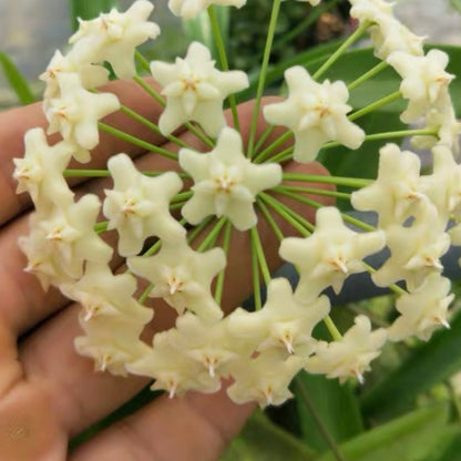 Hoya pubicalyx ' White dragon '