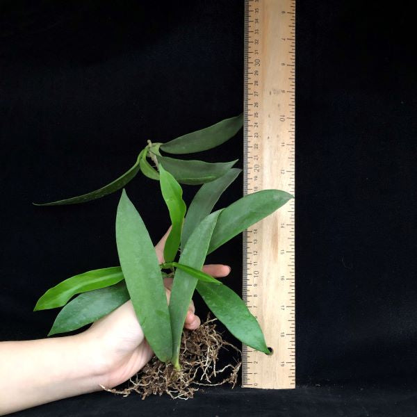 Hoya pubicalyx ' White dragon '
