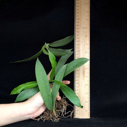 Hoya pubicalyx ' White dragon '