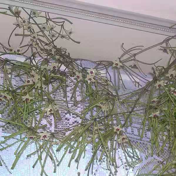 Hoya retusa