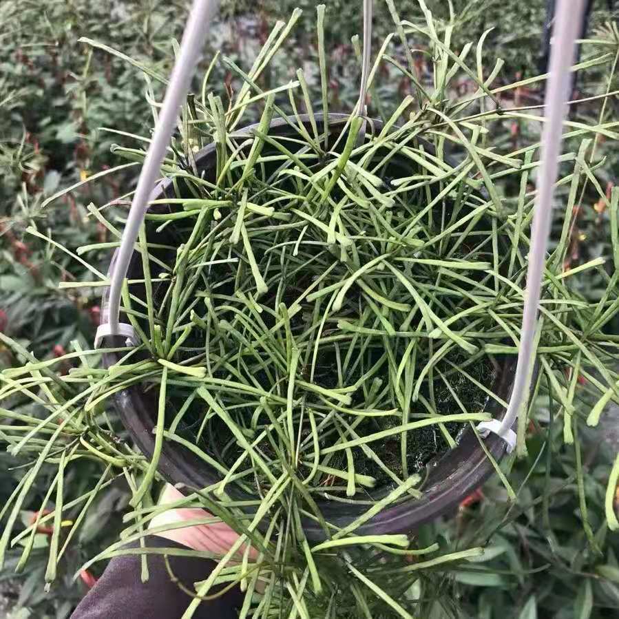 Hoya retusa