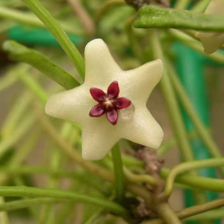 Hoya retusa
