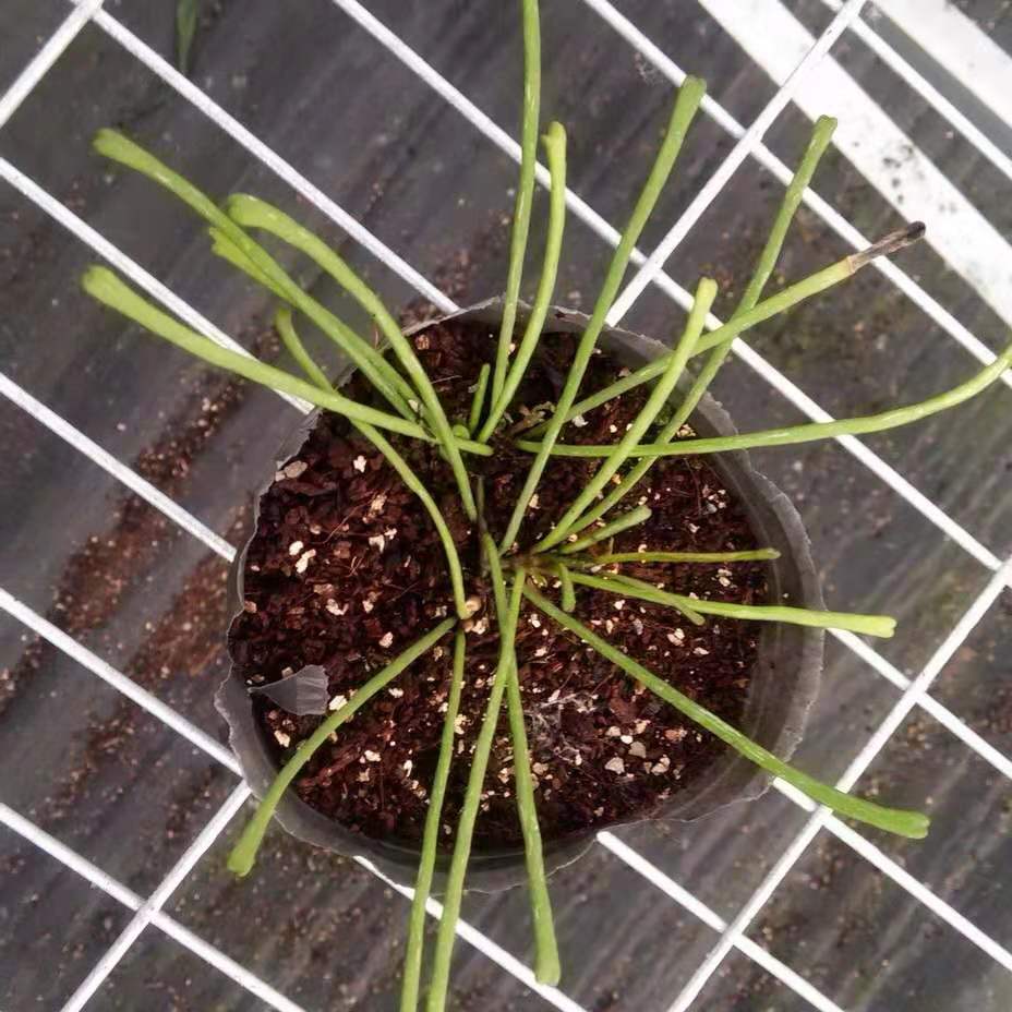 Hoya retusa