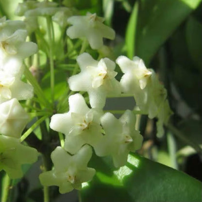 Hoya revolubilis ssp. White