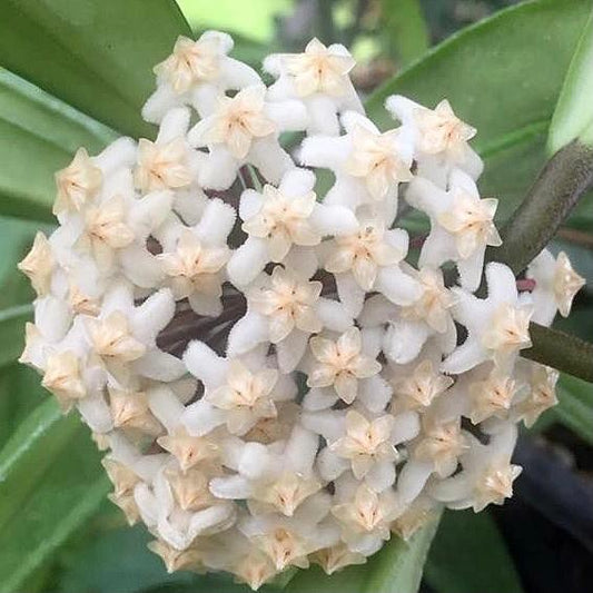Hoya revolubilis ssp. White