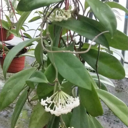 Hoya revolubilis ssp. White