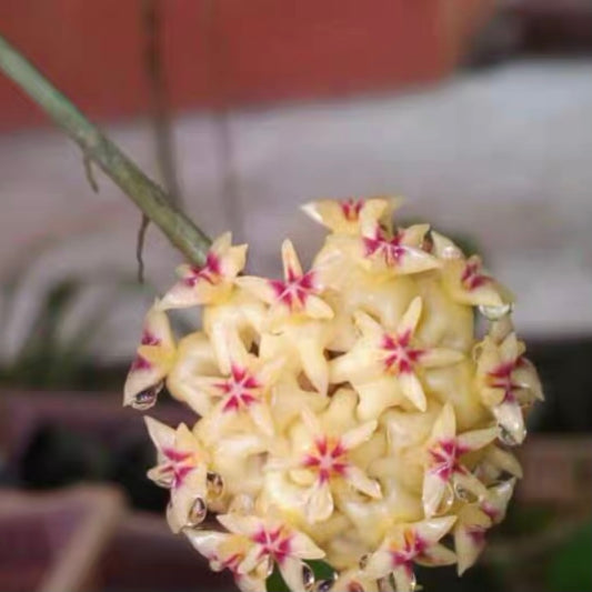 Hoya rintzii