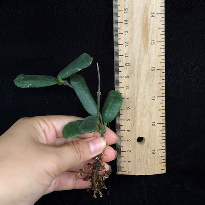 Square leaf （Hoya rotundiflora )