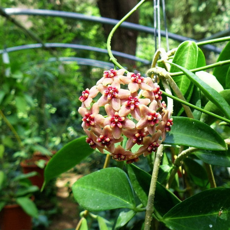Hoya rubida