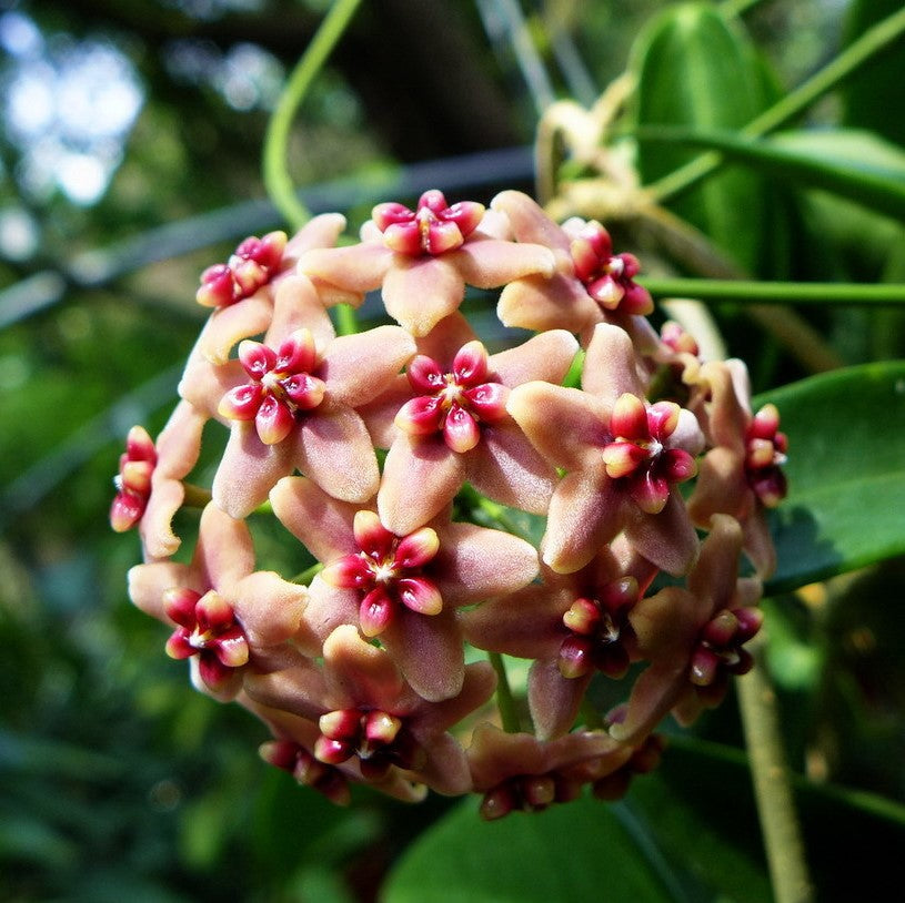 Hoya rubida
